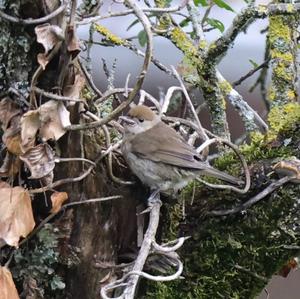 Blackcap