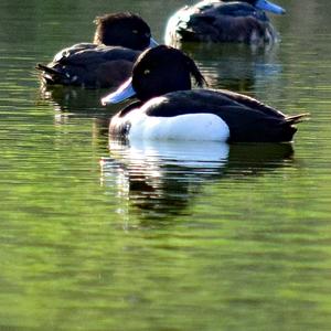 Tufted Duck