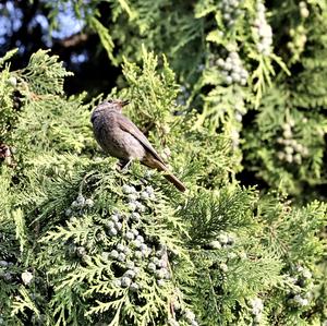 Black Redstart