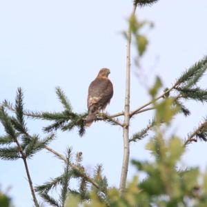 Eurasian Sparrowhawk