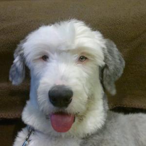 Unknown Breed