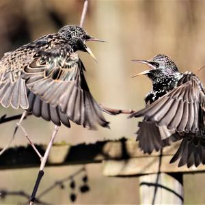 Common Starling