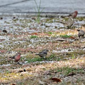 House Finch