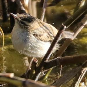 Sedge Warbler