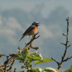 Common Redstart