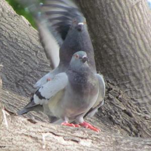 Rock Pigeon