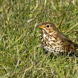 Song Thrush