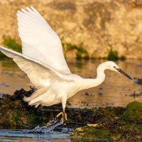 Little Egret