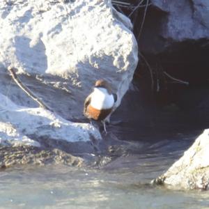 White-throated Dipper