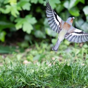 Eurasian Chaffinch