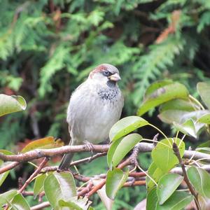 House Sparrow