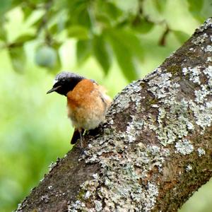 Common Redstart