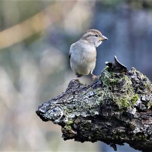 House Sparrow