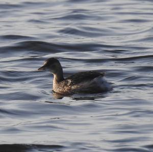 Little Grebe