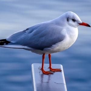 Black-headed Gull