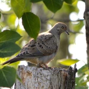 Mourning Dove