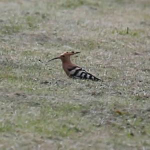 Eurasian Hoopoe