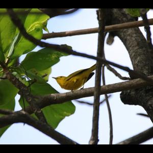 Yellow Warbler