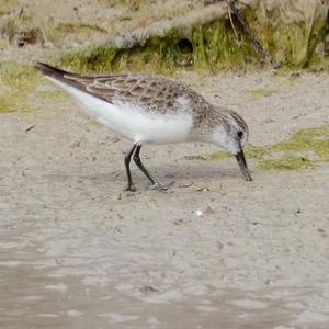 Little Stint