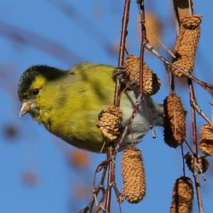 Eurasian Siskin