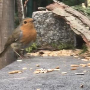 European Robin