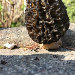 Black Morel