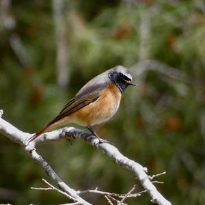 Common Redstart