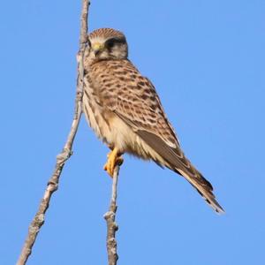 Common Kestrel