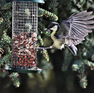 Great Tit