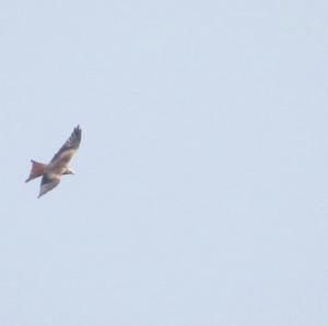 Red Kite