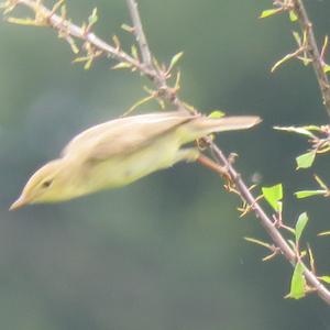 Melodious Warbler