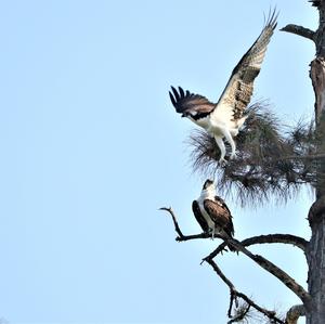 Osprey