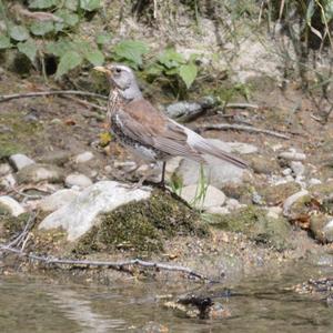 Fieldfare