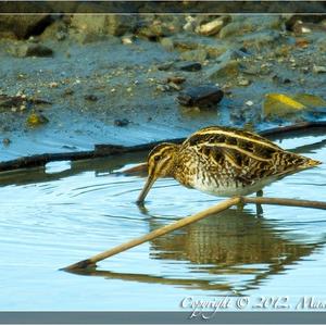 Common Snipe