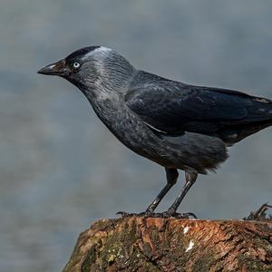 Eurasian Jackdaw