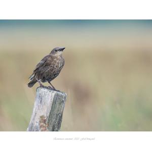 Common Starling