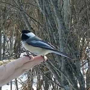 Black-capped Chickadee