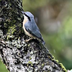 Wood Nuthatch