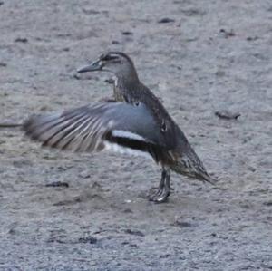 Garganey