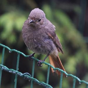 Black Redstart