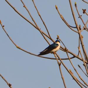 Tree Swallow