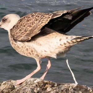 Yellow-legged Gull