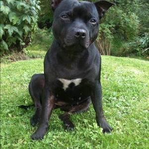 Staffordshire Bull Terrier