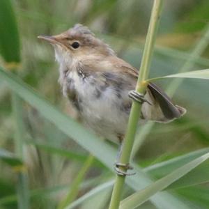 Eurasian Reed-warbler