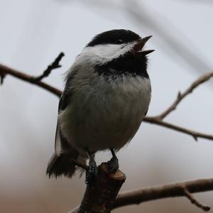 Black-capped Chickadee