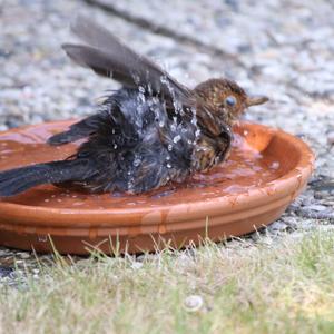 Eurasian Blackbird