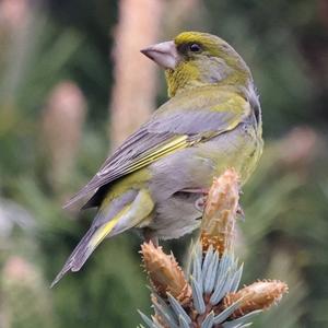 European Greenfinch