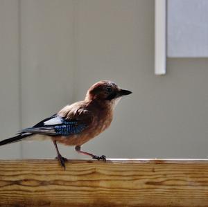 Eurasian Jay