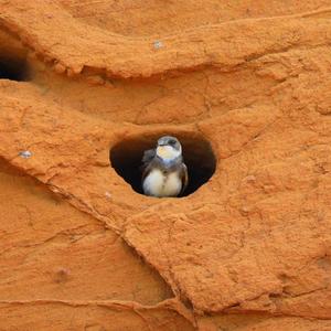 Sand Martin