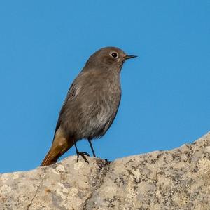 Black Redstart